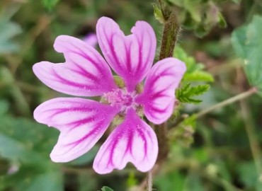 Malva sylvestris Malva sylvestris