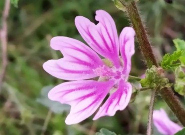 Malva sylvestris (Ebegümeci) – Asrın Akıncıoğlu, Kırklareli