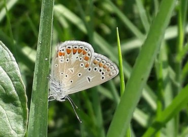 Polyommatus thersites (Çokgözlü menekşemavisi) – Yasin Çalışkan, Konya