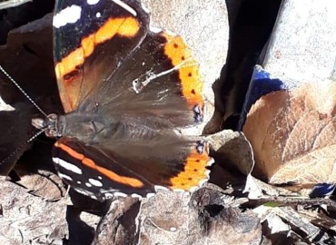 Vanessa atalanta (Atalanta kelebeği) – Yasin Çalışkan, Konya