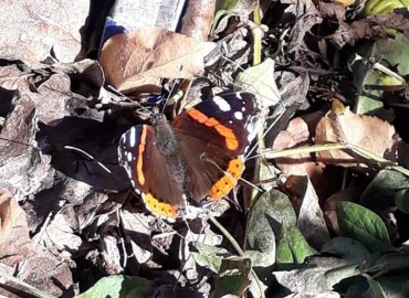 Vanessa atalanta (Atalanta kelebeği) – Yasin Çalışkan, Konya