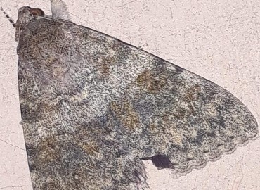 Catocala elocata (Fransız kırmızısı) – Yasin Çalışkan, Konya