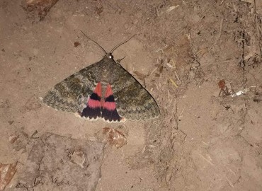 Catocala elocata (Fransız kırmızısı) – Yasin Çalışkan, Konya