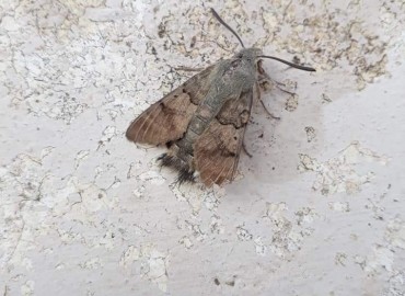 Macroglossum stellatarum (Güvercinkuyruklu Atmaca güvesi) – Yasin Çalışkan, Konya