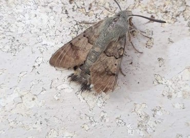 Macroglossum stellatarum (Güvercinkuyruklu Atmaca güvesi) – Yasin Çalışkan, Konya