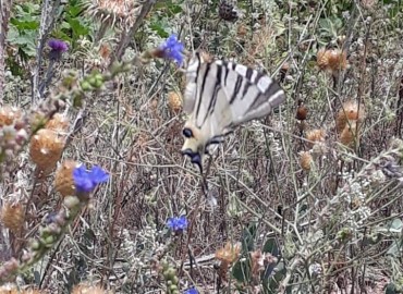 Iphiclides podalirius (Erik Kırlangıçkuyruk) – Yasin Çalışkan, Konya