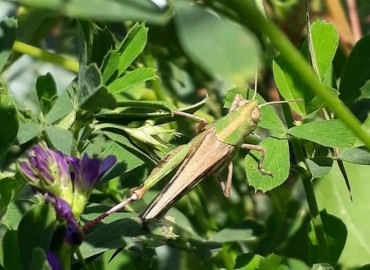 Aiolopus strepens (Geniş Yeşil Kanatlı Çekirge) – Yasin Çalışkan, Konya