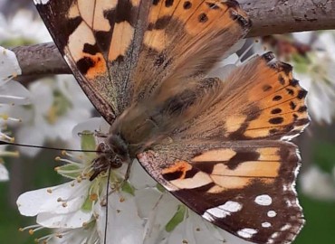 Vanessa cardui (Diken kelebeği) – Yasin Çalışkan, Konya