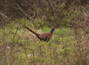 Phasianus colchicus