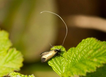 Adela reaumurella (Linnaeus, 1758)