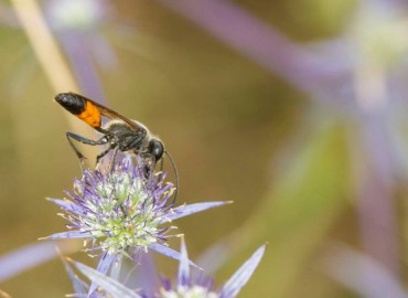 Palmodes occitanicus