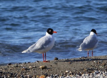 Larus melanocephalus