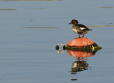 Bucephala clangula