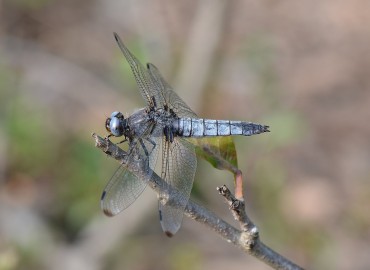 Libellula fulva (Müller, 1764) – Ahmet Güngör, İzmir
