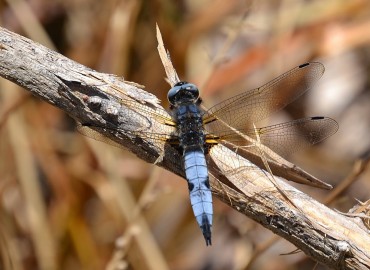 Libellula fulva (Müller, 1764) – Ahmet Güngör, İzmir