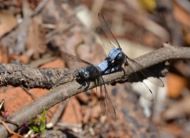 Libellula fulva (Müller, 1764) – Ahmet Güngör, İzmir