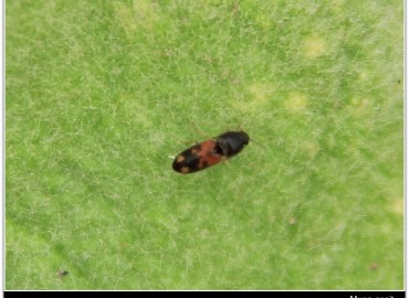 Drasterius bimaculatus (Rossi, 1790)