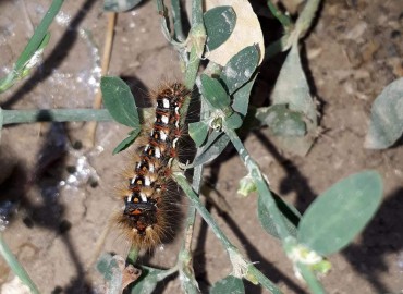 Acronicta rumicis (Kazayağı Güvesi) – Yasin Çalışkan, Konya