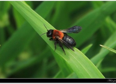 Andrena thoracica fotoğrafı 1