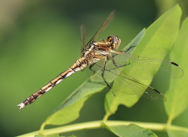 Orthetrum albistylum subsp. speciosum