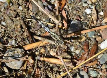 Orthetrum albistylum (Selys, 1848) – Ahmet Güngör, Samsun