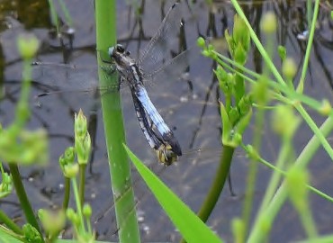 Orthetrum albistylum (Selys, 1848) – Ahmet Güngör, Samsun