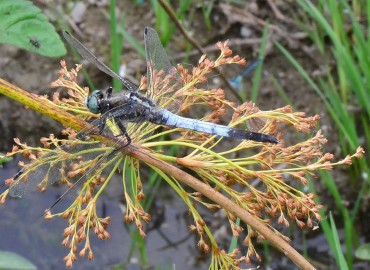 Orthetrum albistylum (Selys, 1848) – Ahmet Güngör, Samsun