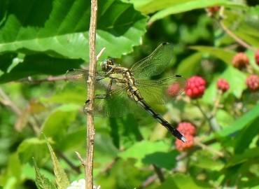 Orthetrum albistylum (Selys, 1848) – Ahmet Güngör, Samsun