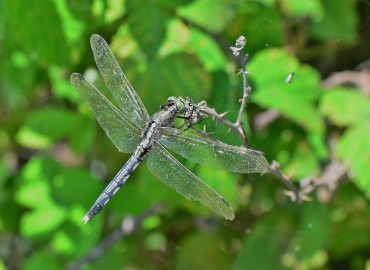 Orthetrum albistylum (Selys, 1848) – Ahmet Güngör, Samsun