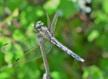 Orthetrum albistylum (Selys, 1848) – Ahmet Güngör, Samsun