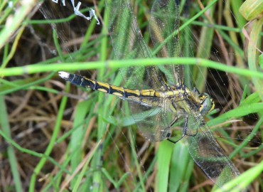 Orthetrum albistylum (Selys, 1848) – Ahmet Güngör, Samsun