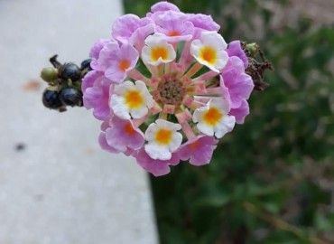 Lantana camara