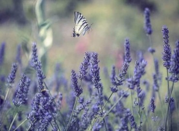 Iphiclides podalirius (Erik Kırlangıçkuyruk) – Berrin Kırcaklı, Aydın