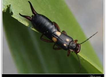 Anechura bipunctata (Fabricius, 1781)