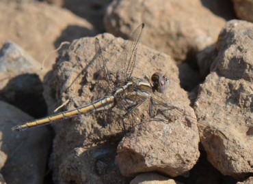 Orthetrum taeniolatum