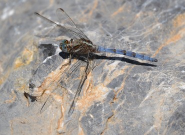 Orthetrum chrysostigma (Burmeister, 1839) – Ahmet Güngör, Antalya