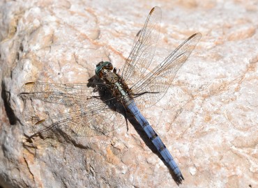 Orthetrum chrysostigma (Burmeister, 1839) – Ahmet Güngör, Antalya
