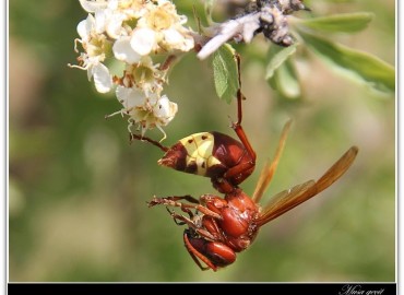 Vespa orientalis