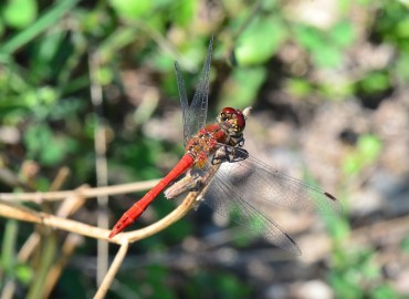 Sympetrum sanguineum (Müller, 1764) – Ahmet Güngör, Ordu