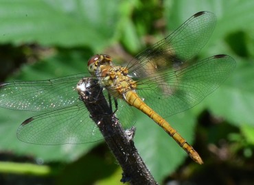 Sympetrum sanguineum (Müller, 1764) – Ahmet Güngör, Ordu