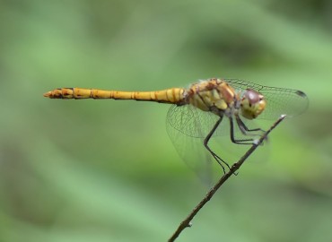 Sympetrum sanguineum (Müller, 1764) – Ahmet Güngör, Ordu