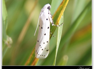 Myelois circumvoluta