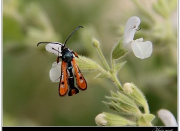 Chamaesphecia schmidtiiformis Freyer, 1836