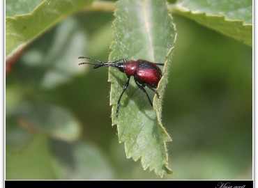 Mecorhis ungarica (Hortumlu böcek)