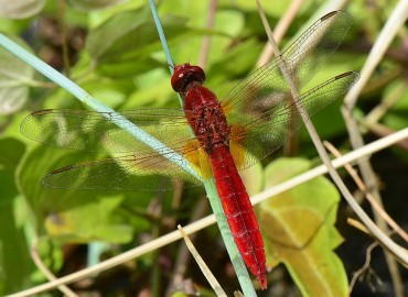 Crocothemis erythraea (Brullé, 1832) – Ahmet Güngör, Ordu