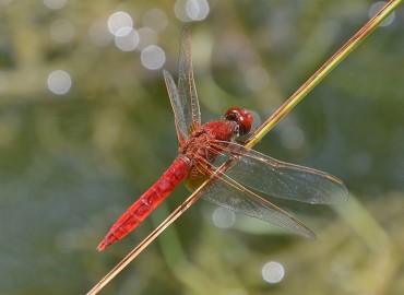 Crocothemis erythraea (Brullé, 1832) – Ahmet Güngör, Ordu