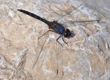 Trithemis festiva (Rambur, 1842) – Ahmet Güngör, Antalya