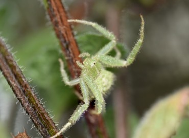 Heriaeus spinipalpus