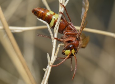 Vespa orientalis (Oriental eşek arısı) – Mehmet Baykul, İzmir