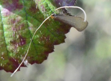 Nematopogon swammerdammella (Linnaeus, 1758)